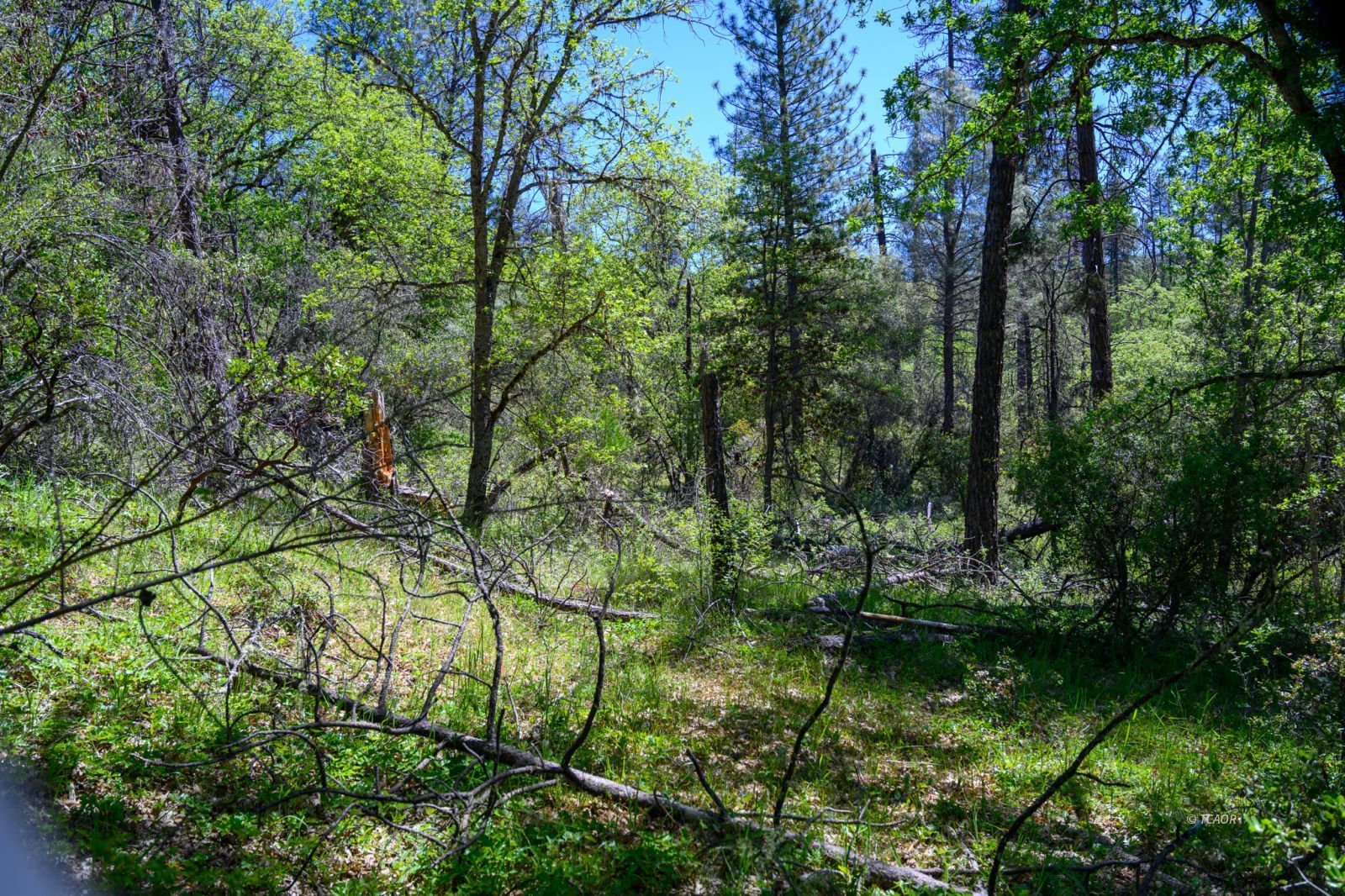 Land in Weaverville 4