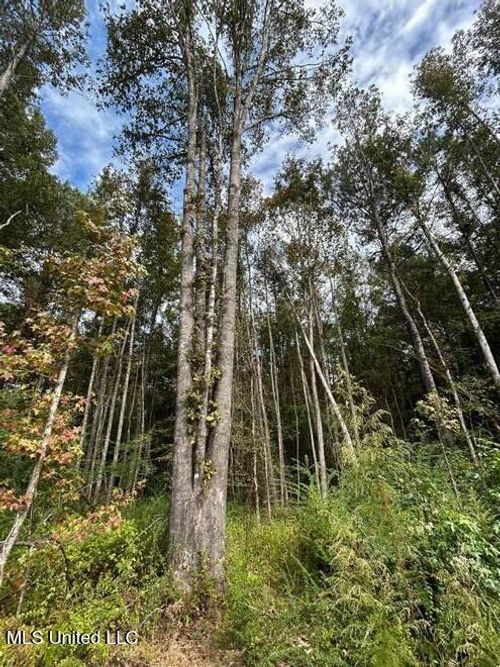 8049 Smith Co Rd 504, Raleigh, MS, 39153 | Card Image