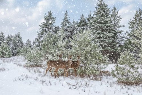 Parcel F N 2 1/2 Road, Hanover Township, MI, 49620 | Card Image