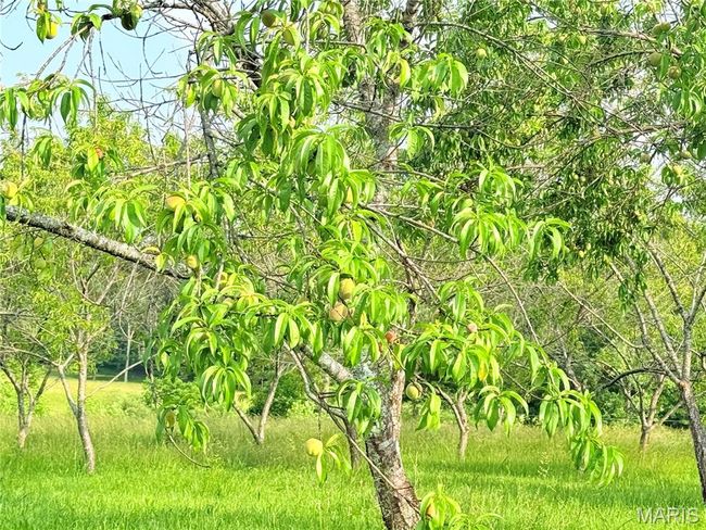 View of nature | Image 47