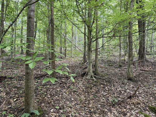 6 Acres Dr, Newport, TN, 37821 | Card Image