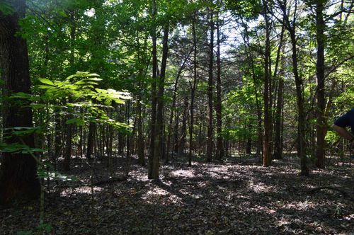 TBD Rainwood Ln, Yellville, AR, 72687 | Card Image