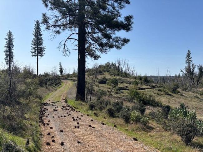19292 Shawnee Trl, Home with 0 bedrooms, 0 bathrooms and null parking in Mokelumne Hill CA | Image 4