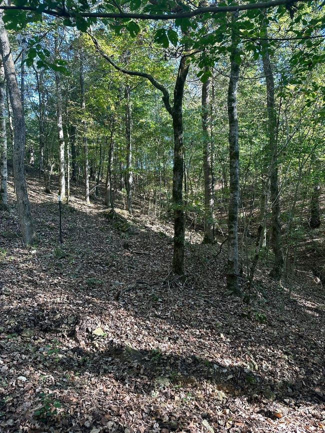 0 Short Cut Rd, Home with 0 bedrooms, 0 bathrooms and null parking in Lester AL | Image 4