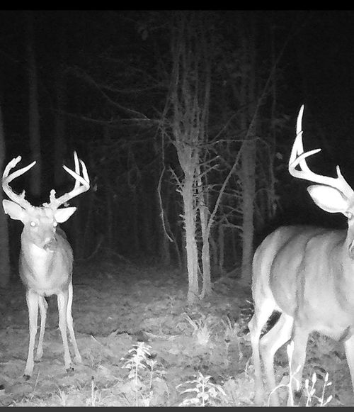 10648 Sydney Ln, Birch Tree, MO, 65438-8955 | Card Image