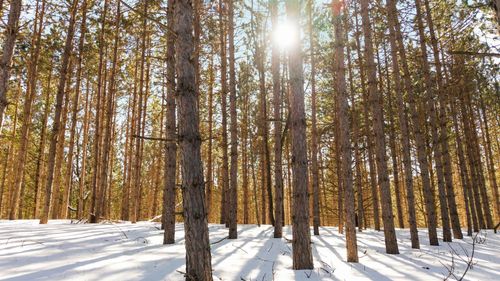 4811 Truax Lake Rd, Williamsburg, MI, 49690-8724 | Card Image