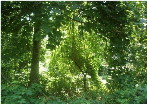 0 Sidney St, Woods Hole, MA, 02543 | Card Image