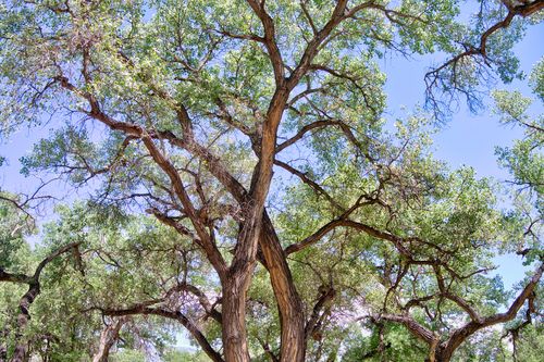 B1-B Bosque Oculto, Corrales, NM, 87048 | Card Image