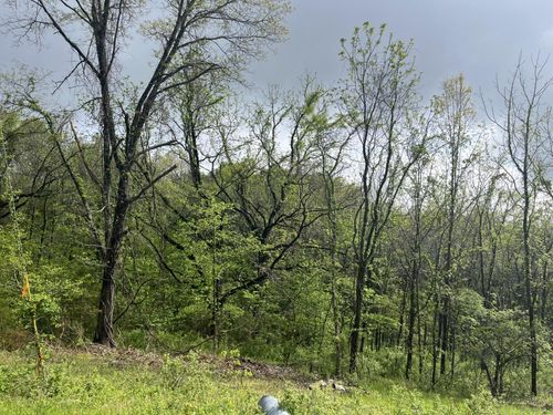 000 Panorama Dr., Cape Fair, MO, 65624 | Card Image