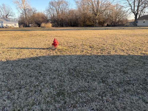 203 W Brown St, Clever, MO, 65631-9117 | Card Image