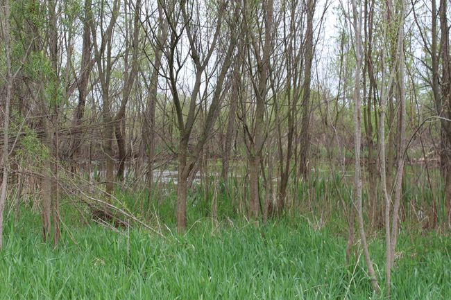 Pond 1 | Image 21
