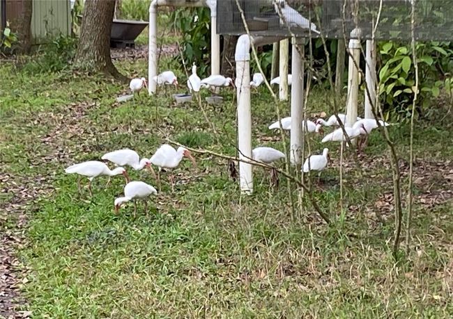 2230 Myakka Rd, House other with 2 bedrooms, 1 bathrooms and null parking in Sarasota FL | Image 70