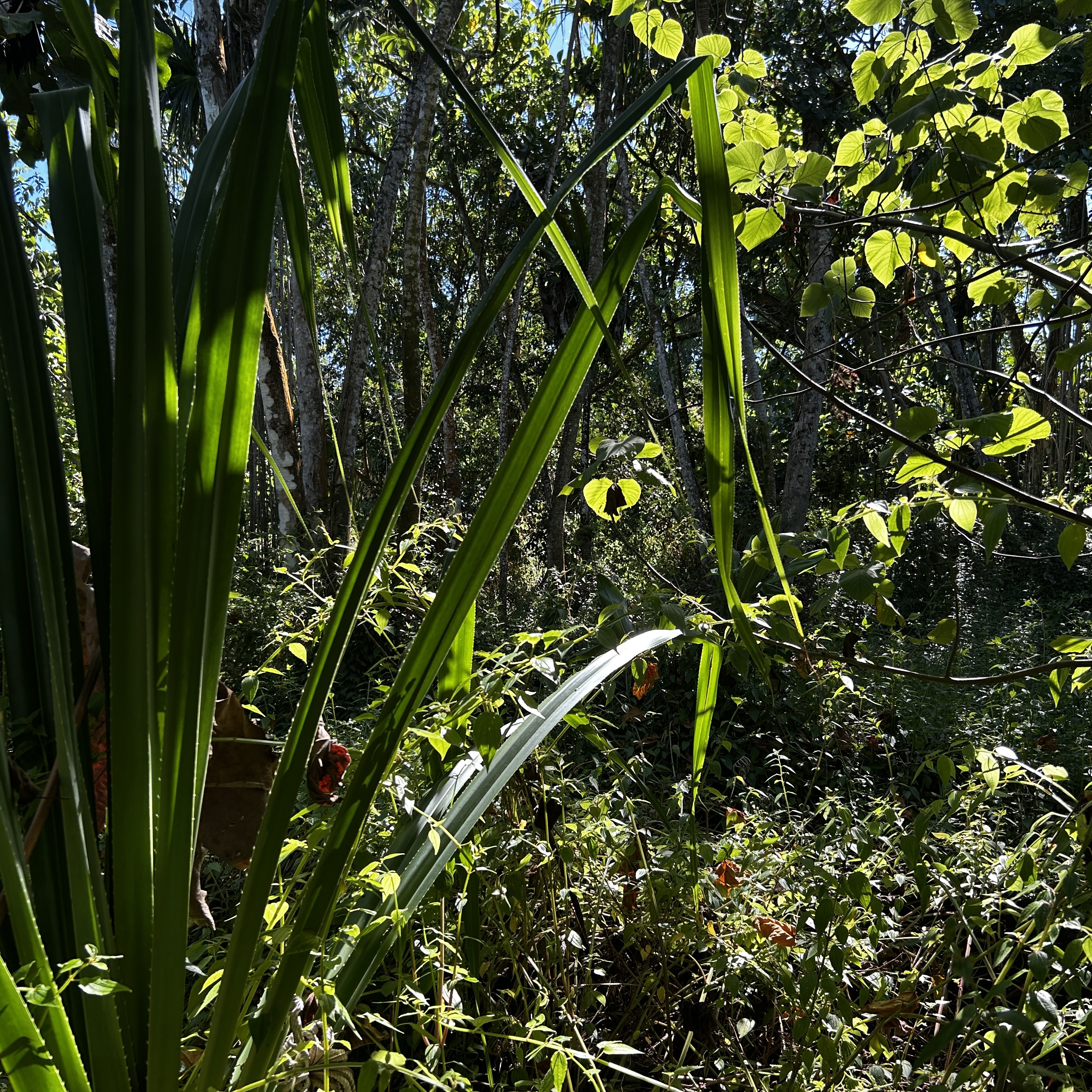 Land in Pahoa 5