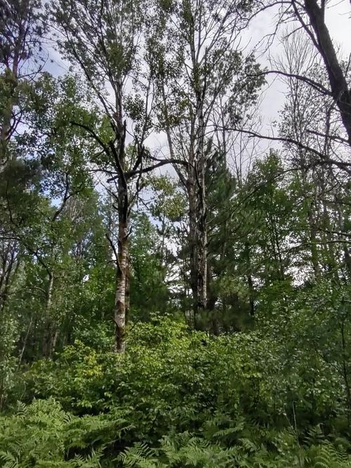 XXXX 159th Avenue, Sebeka, MN, 56477 | Card Image