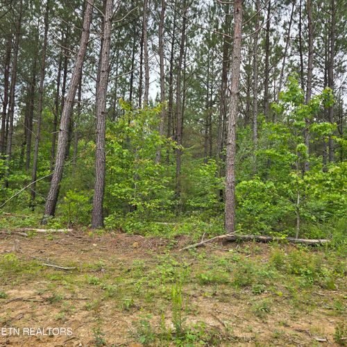 12 Holly Woods, Robbins, TN, 37852 | Card Image