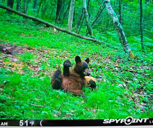 xxx Oak Point Rd Nw, Cass Lake, MN, 56633 | Card Image