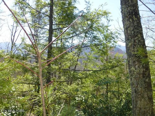 2425 Sonshine Ridge Rd, Cosby, TN, 37722 | Card Image