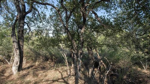 LOT 219 Timber Valley Ln, Marble Falls, TX, 78654 | Card Image