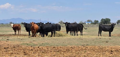XX Ash St, Moriarty, NM, 87035 | Card Image