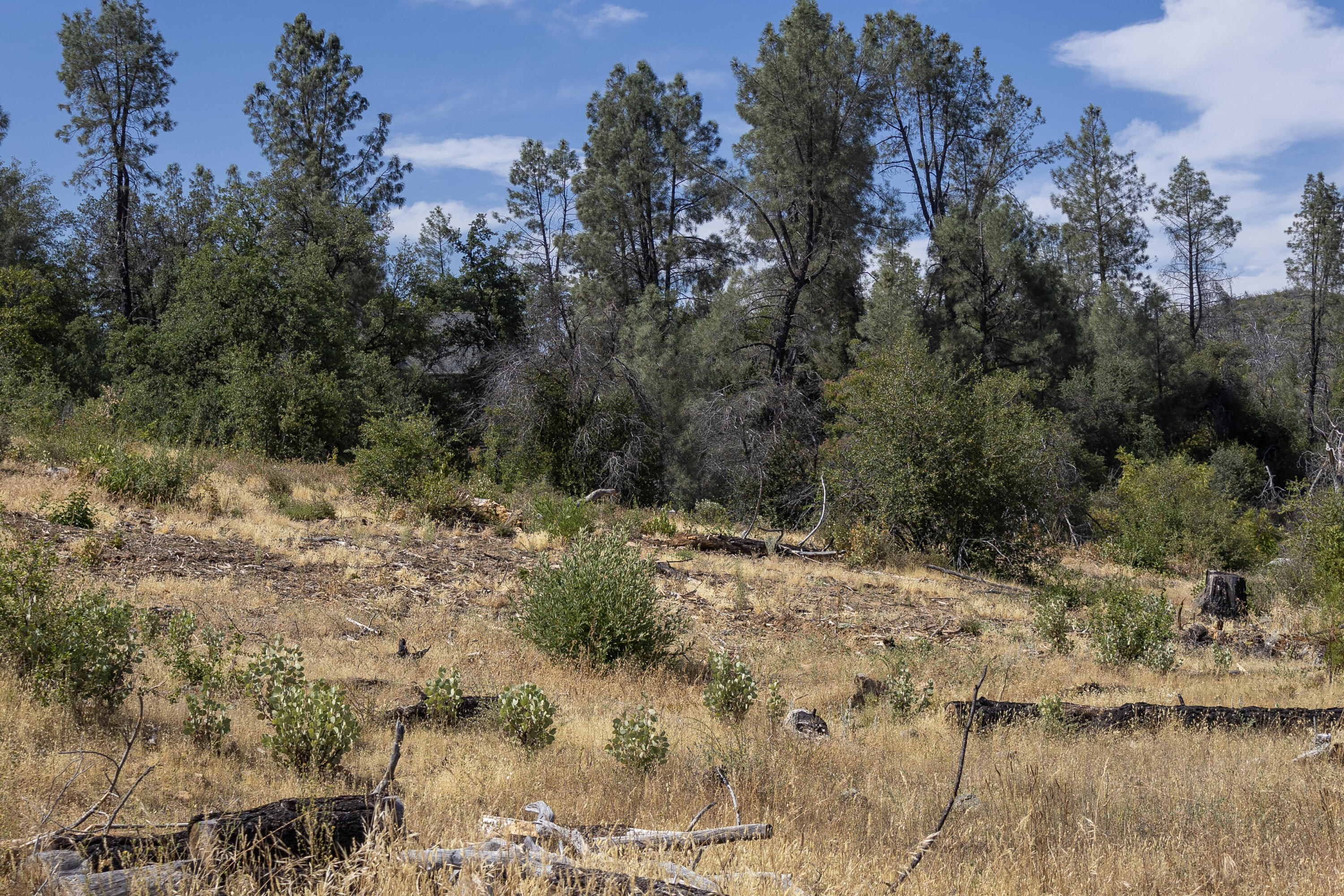 Land in Shasta 4