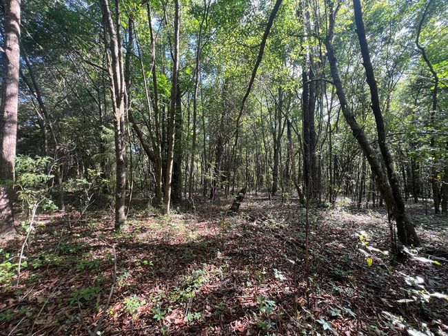 Lot 1 Old Wire Rd, Home with 0 bedrooms, 0 bathrooms and null parking in FORT WHITE FL | Image 13