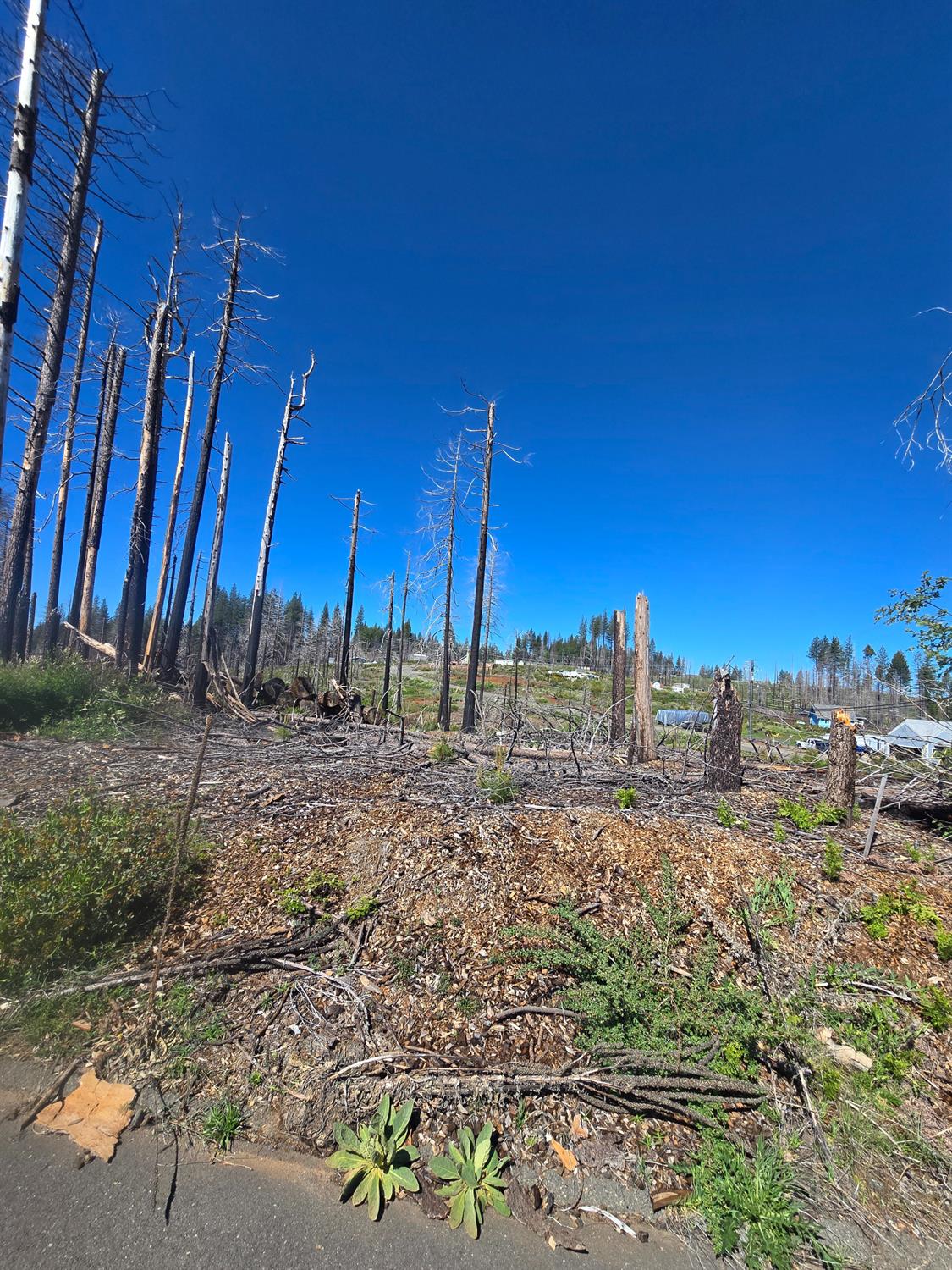 Land in Grizzly Flats