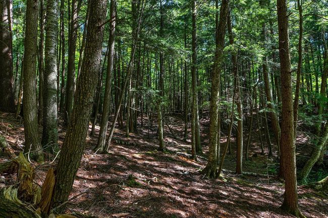 Lot 2 E Amber Lake Rd, Home with 0 bedrooms, 0 bathrooms and null parking in Lac du Flambeau WI | Image 16