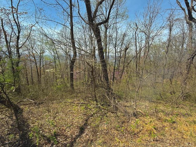 0 Murray Hollow Rd, Home with 0 bedrooms, 0 bathrooms and null parking in Thaxton VA | Image 9