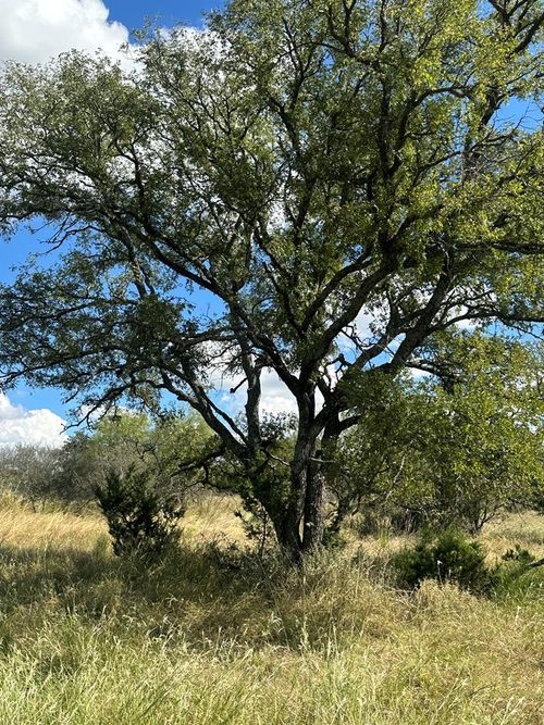 1981 Kothman Rd, Mason, TX, 76856 | Card Image