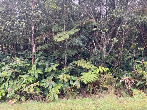 590 Nahelenani St, VOLCANO, HI, 96785 | Card Image