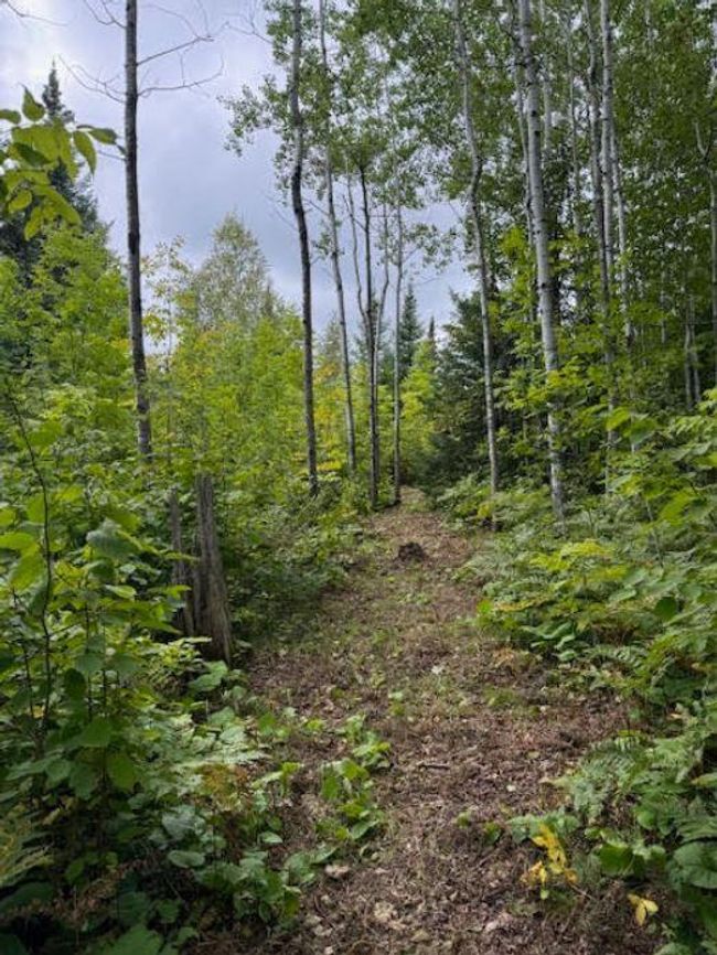 trail to the Pond | Image 19
