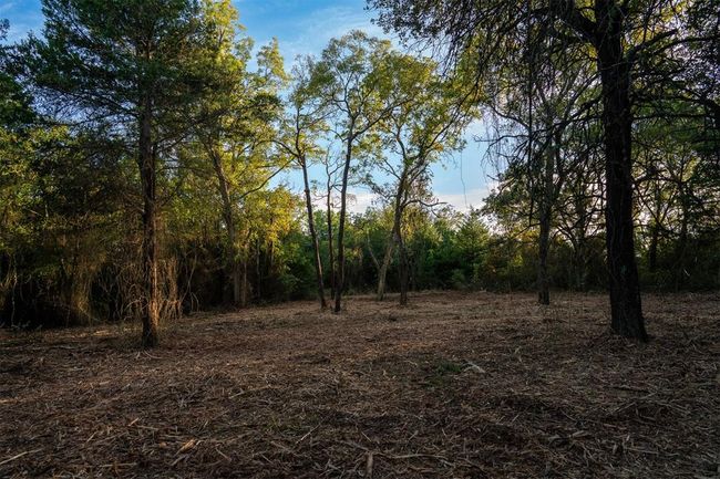 View of local wilderness with a forest view | Image 6