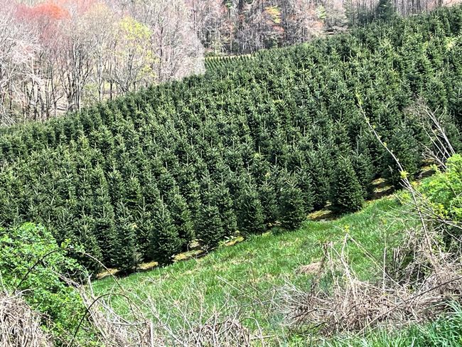 View of Christmas Tree Farm on the way to the property | Image 16