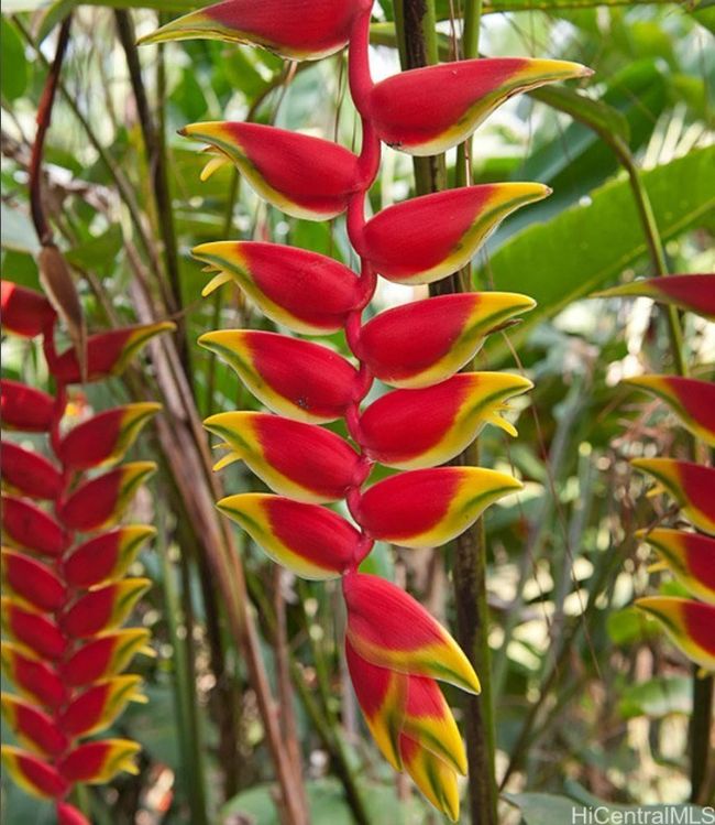 Lobster claw heliconia | Image 24