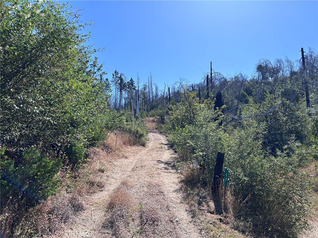 Land in Berry Creek 4