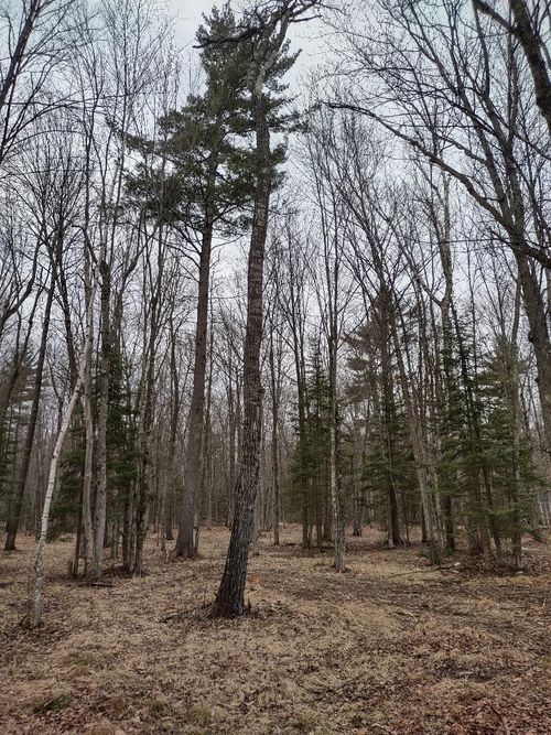 1 Blaiszik'S Bay Lane, HAYWARD, WI, 54843 | Card Image