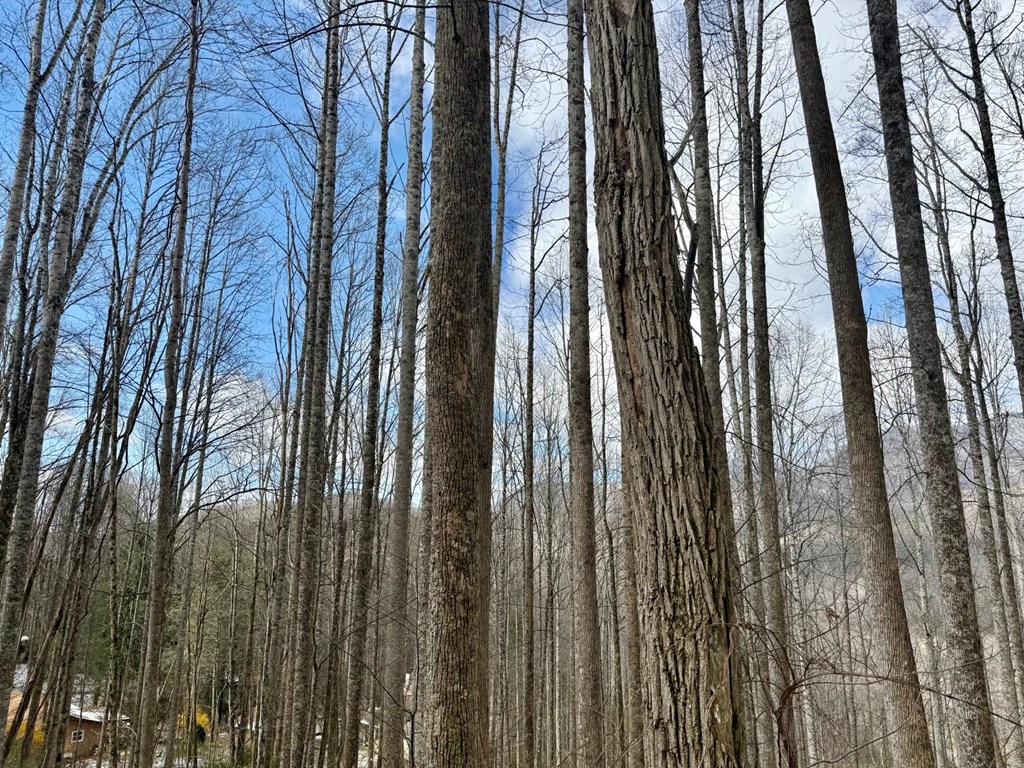 Land in Balsam 4