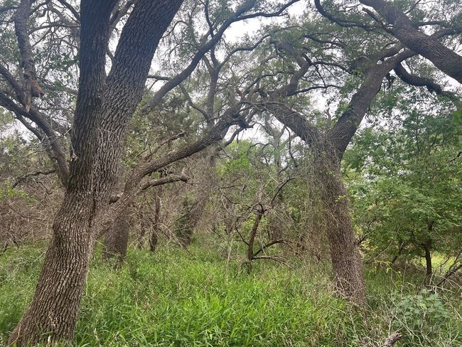 41 - TBD Blanco Ave, Home with 0 bedrooms, 0 bathrooms and null parking in Blanco TX | Image 9