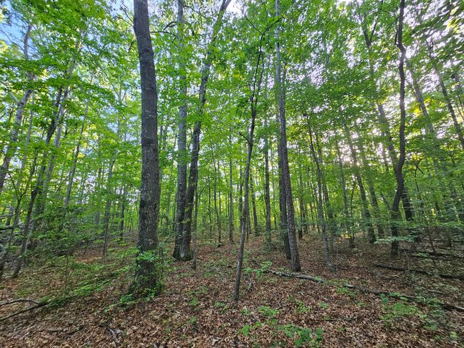 3 Woodfern Lane, Home with 0 bedrooms, 0 bathrooms and null parking in Coalmont TN | Image 10