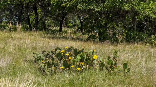 TBD County Road 126, Gordon, TX, 76453 | Card Image