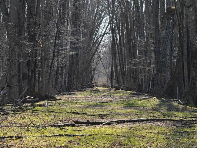 10830 3 Mile Rd, Home with 0 bedrooms, 0 bathrooms and null parking in Branch MI | Image 18