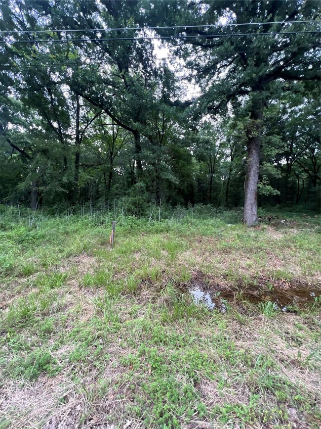 View of local wilderness | Image 8