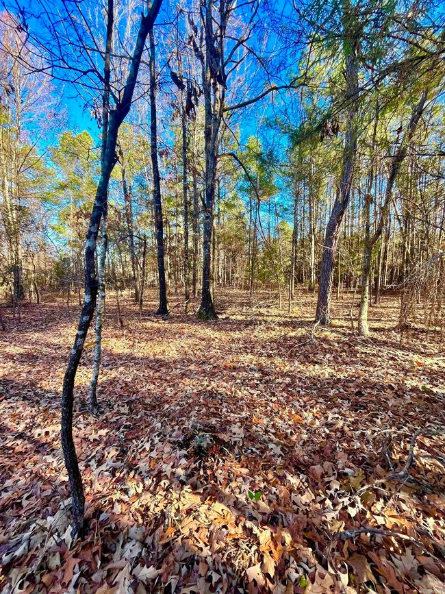 62 Dallas 409, Home with 0 bedrooms, 0 bathrooms and null parking in Leola AR | Image 4