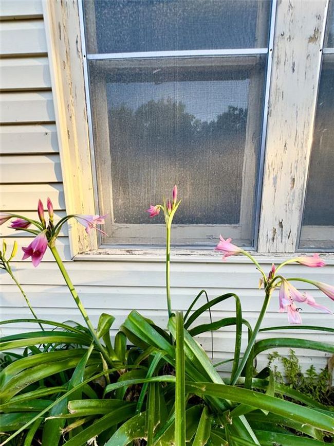 A master gardener once lived here. You will find many beautiful bulbs, flowers, plants, asparagus, pecan trees and a Loquat tree. | Image 36