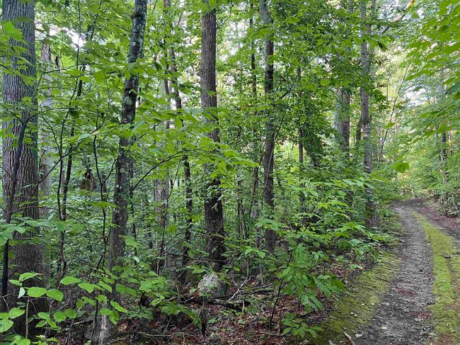 Map 6, Lot 38 Chadwick Hill Road, Home with 0 bedrooms, 0 bathrooms and null parking in Webster NH | Image 9
