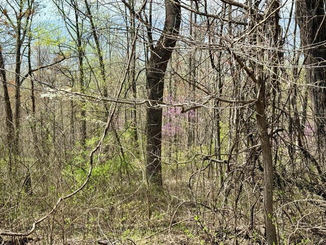 0 Murray Hollow Rd, Home with 0 bedrooms, 0 bathrooms and null parking in Thaxton VA | Image 7