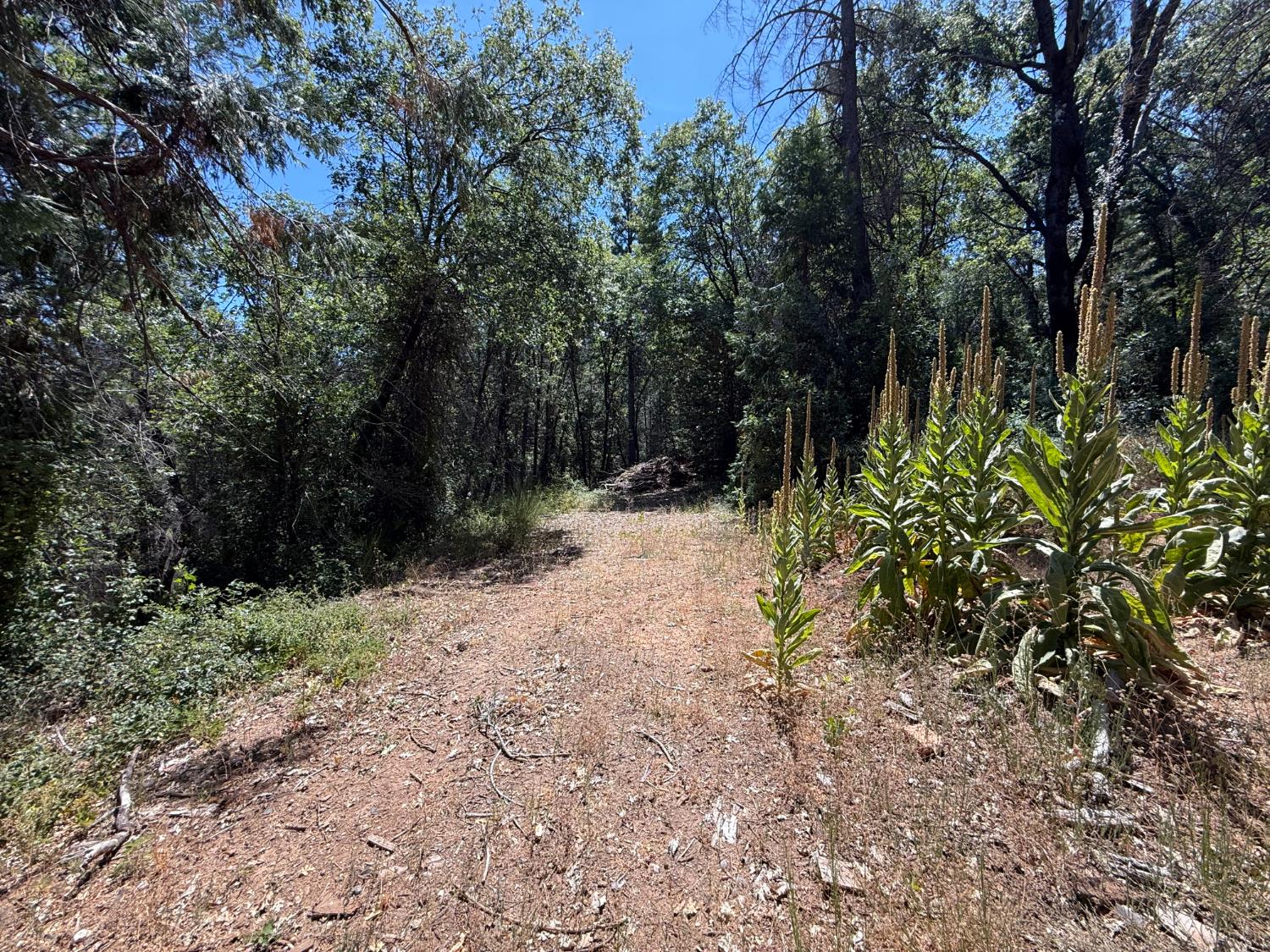 Land in Nevada City 4