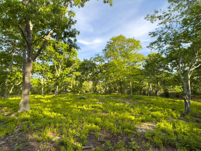 4 Cedar Ln, Home with 0 bedrooms, 0 bathrooms and null parking in Chilmark MA | Image 25