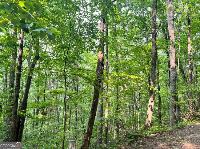 (0) Sheep Cliff Way, Home with 0 bedrooms, 0 bathrooms and null parking in Dillard GA | Image 7