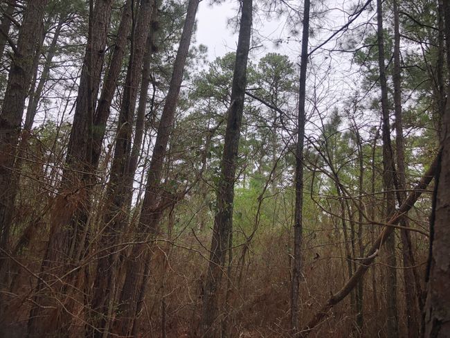 View of landscape with a view of trees | Image 8